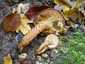 Tüskés tőkegomba (Pholiota squarrosa), Bakony